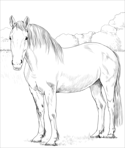 Irish Draught Horse Coloring Page